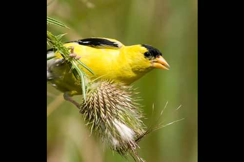American Goldfinch Male